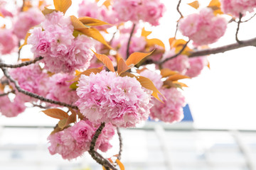 公園の八重桜　千葉県習志野市　日本