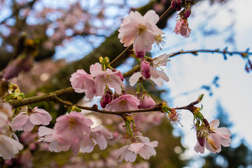 beautiful colorful flowering plants like red white purple pink green and yellow in spring