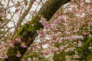 beautiful green tree with pink cherry blossoms