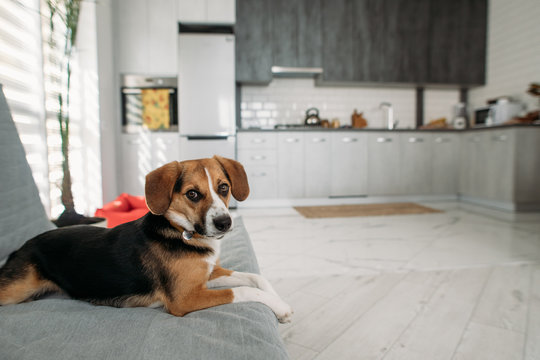 Beagle Dog Lying On Sofa At Kitchen