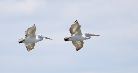 Dalmatian pelican in flight,  Pelecanus crispus
