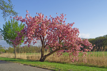 Blooming Japanese Sakura on the outskirts of Den Haag City Park. Netherlands