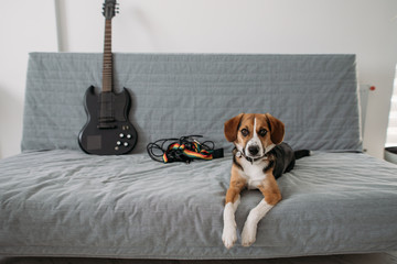 Beagle dog lying on sofa near guitar