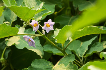 eggplant flower on tree in the farm