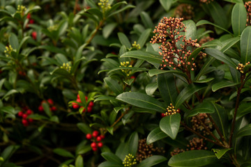 beautiful colorful flowering plants like red white purple pink green and yellow in spring