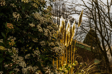 beautiful colorful flowering plants like red white purple pink green and yellow in spring