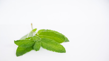 fresh mint leaves for summers