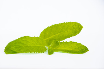mint mint leaves isolated on white background