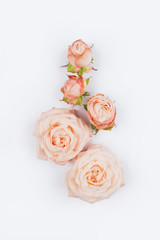 Spring background. Rose flowers on a white background. Flat lay.