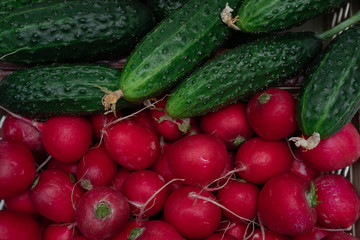 Lots of green cucumbers and red fresh radishes, spring vegetables, vegetables on the table, cucumbers and radishes