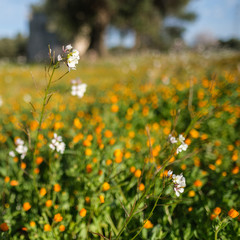 Flowers in a Field, Fasano, Apulia, Italy