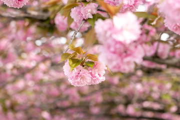 公園の八重桜　千葉県習志野市　日本