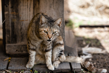 A beautiful fluffy striped stray cat with bright eyes and an evil expression.