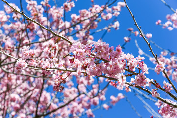 Cherry blossoms in the park.