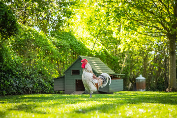 Portrait image of a large adult rooster seen outside his chicken house at the back of a large garden. The other hens, out of view of the camera, are kept free and for there tasty eggs. © Nick Beer