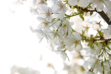 Fototapeta na wymiar Flowers with with sunny white Background
