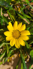 yellow flower on green background