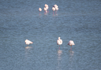 Ayvalik, Turkey - right beside the wonderful village of Ayvalik, the small St. Tuka Tuz Gölü hosts one of the main flamingos colonies in Turkey 