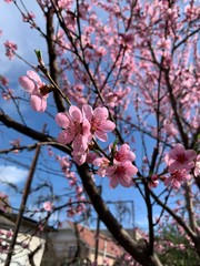 pink cherry blossom