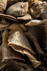 nice texture of delicious white mushrooms