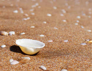 white shells on the sea sand