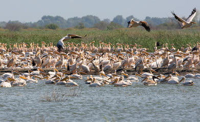 A huge flock  of white pelicans on the island of Ermakov, Ukraine, the Danube Delta
