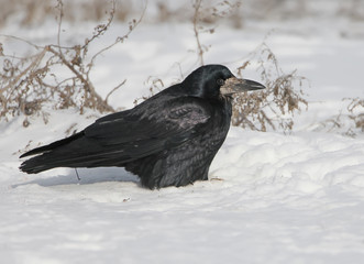 The rook (Corvus frugilegus) sits on the snow close up portrait