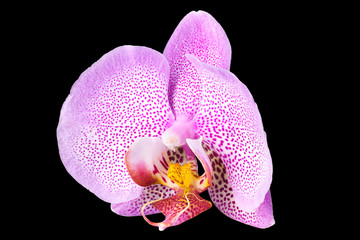 Fototapeta na wymiar Extreme close up of pink phalaenopsis or Moth orchid from isolated on black