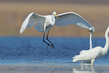 The Great Egret lands on the blue water next to other birds and close to them