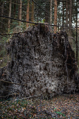 one big gray dry root of an old tree in a forest on fallen leaves