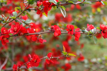 Japanese quince flowers, close - up