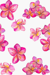 Fototapeta na wymiar Beautiful watercolor pattern for decorative design. Beautiful watercolor pattern with pink plumeria flowers on white background for print design.