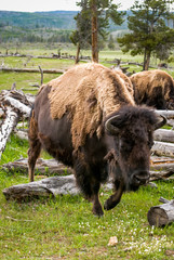 Single American Bison walking among dead, fallen trees in a field in Yellowstone National Park