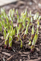 spring growth