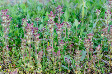 Parentucellia latifolia. Pequeñas plantas con flores. Algarabía.
