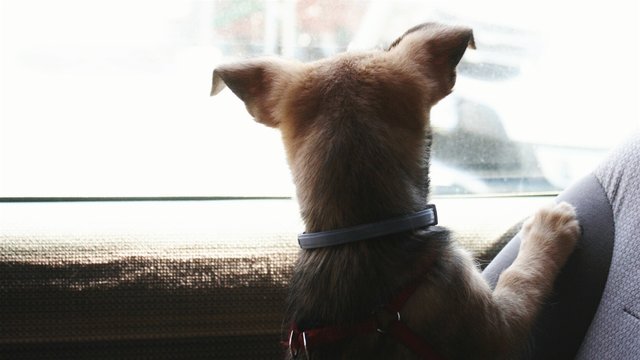 Rear View Of Dog Looking Through Car Window