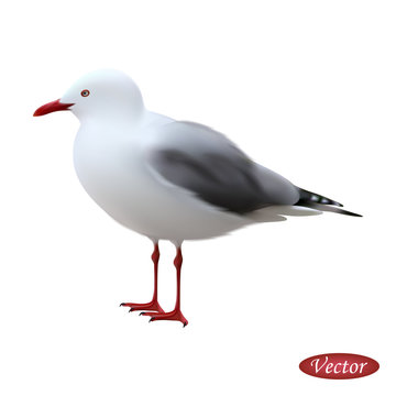 Sea ​​gull isolated on a white background. Realistic gull. Vector illustration 3D. Beautiful natural bird. Macro icon sea pigeon with red beak and paws. Design for paper, banner, t-shirt, logo, print.