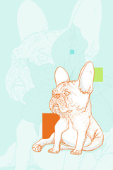 Troubled looking Frenchie. Detailed illustration, hand drawn, richly textured. 