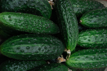 Lots of green cucumbers, spring vegetables, vegetables on the table, cucumbers in a basket on a white table