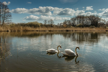 Two white swans water scene. Beautiful wild swans swim in the lake. Swans on the water in spring day. Spring sunny day water reflection. Swan in wild nature.Elegant white bird.