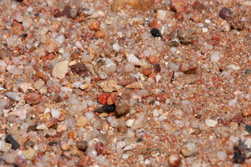 small stones and seashells, seashore, close-up
