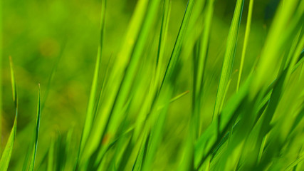 Naklejka premium green grass texture