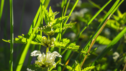 green grass with dew drops