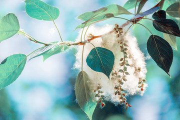 Poplar fluff on a tree branch against the blue sky.