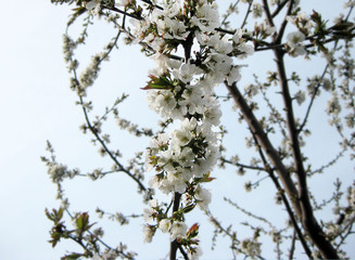 Photo depicting flowering branches. Cherry blossoms in the garden.