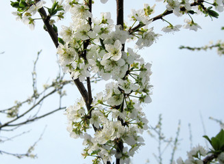 Photo depicting flowering branches. Plum blossoms in the garden.