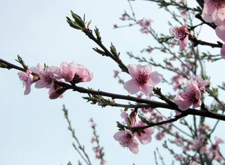 Obraz premium Photo depicting flowering branches. Peach blossoms in the garden.