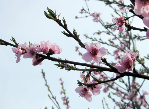 Photo depicting flowering branches. Peach blossoms in the garden.