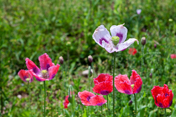 pink, white poppy flowers in the garden