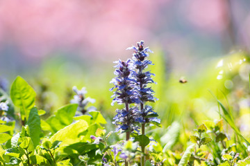 Fresh spring blue flower stem in the green grassy field shallow depth of field warm sunny light